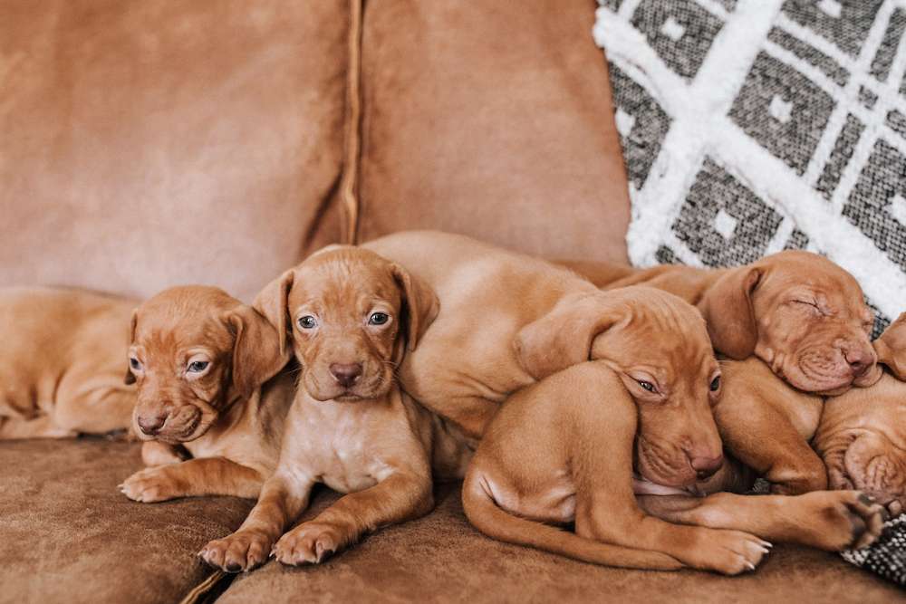 Litter expected June - July!