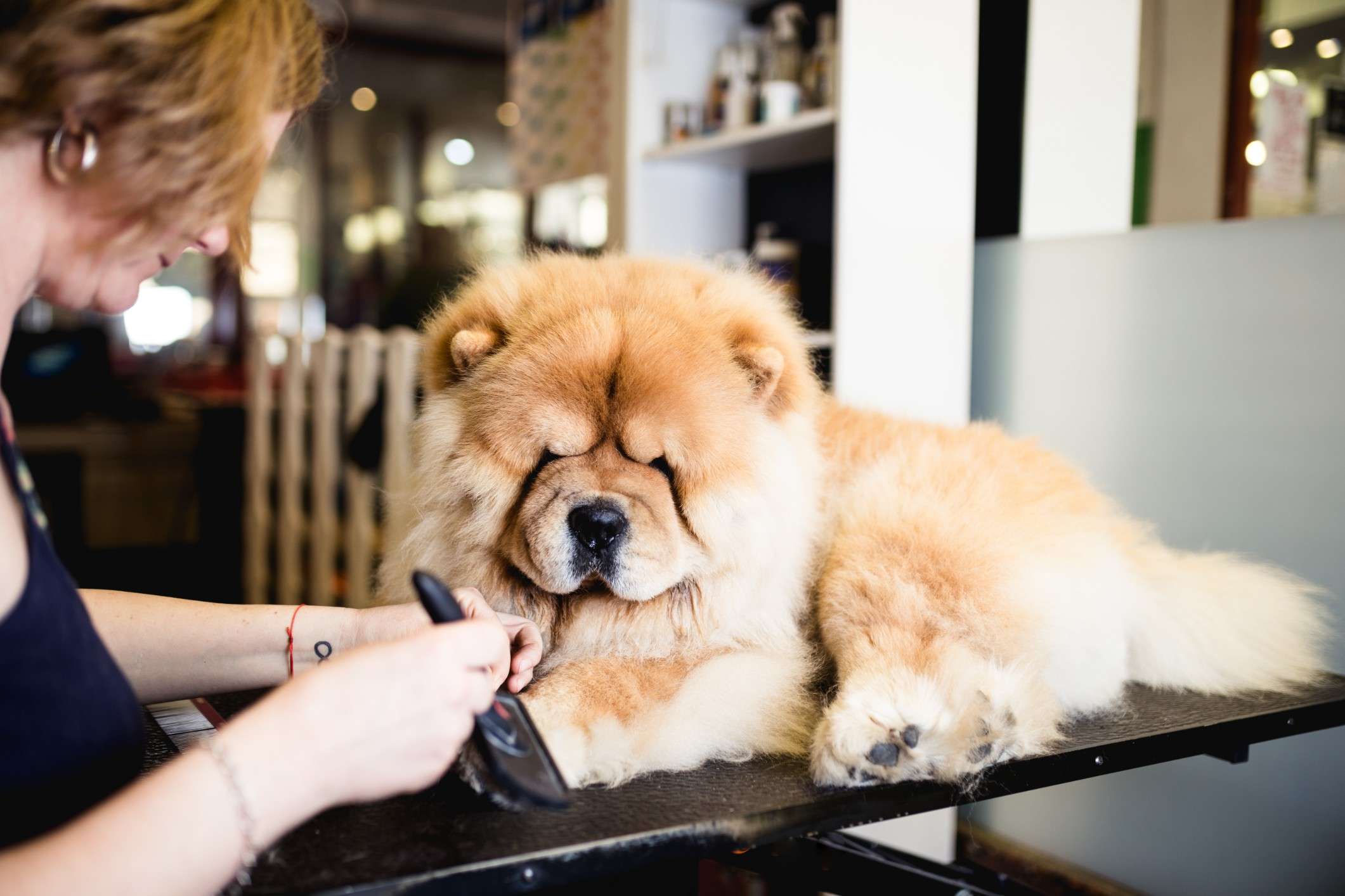 About Chow Chows