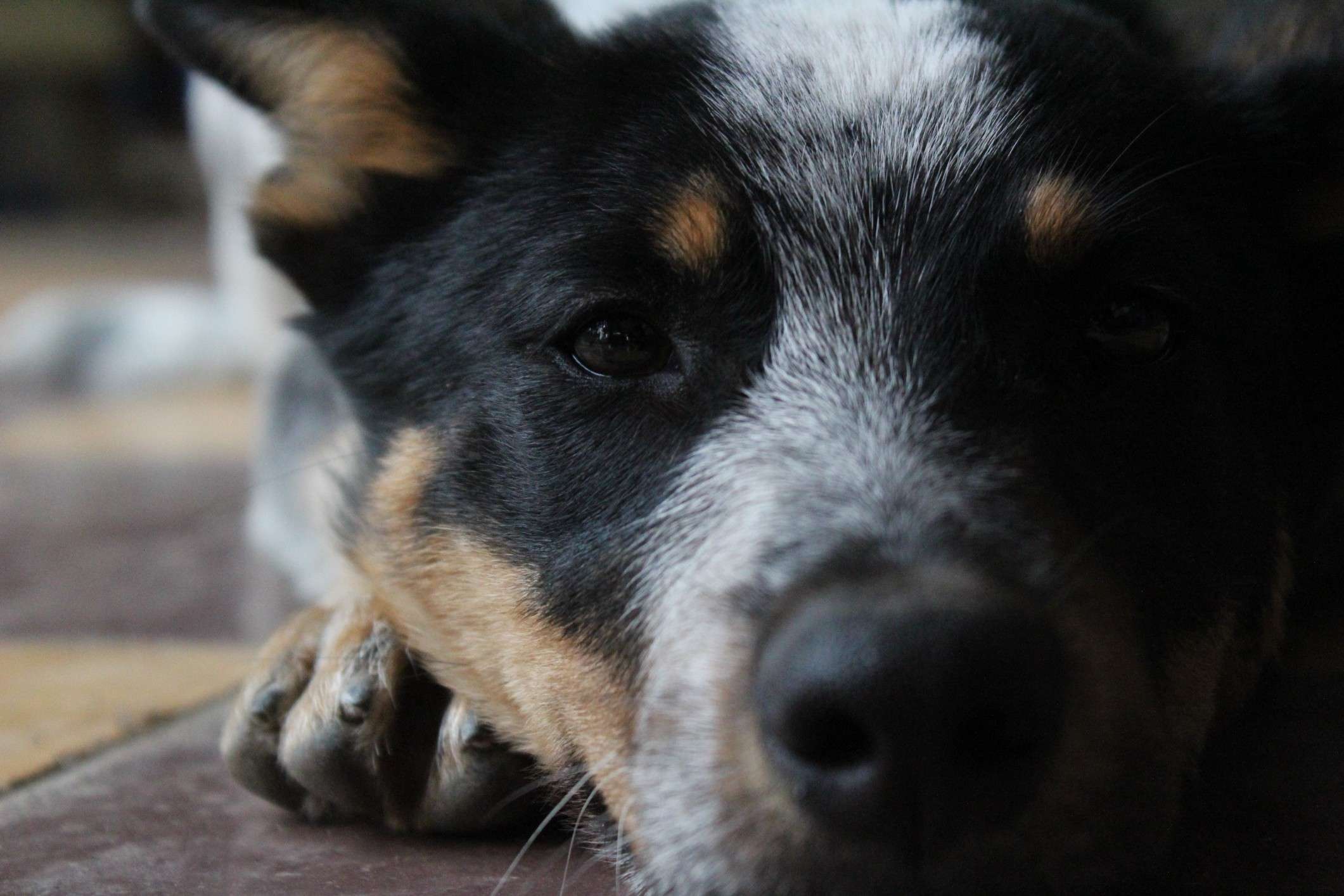 About Cattle Dogs