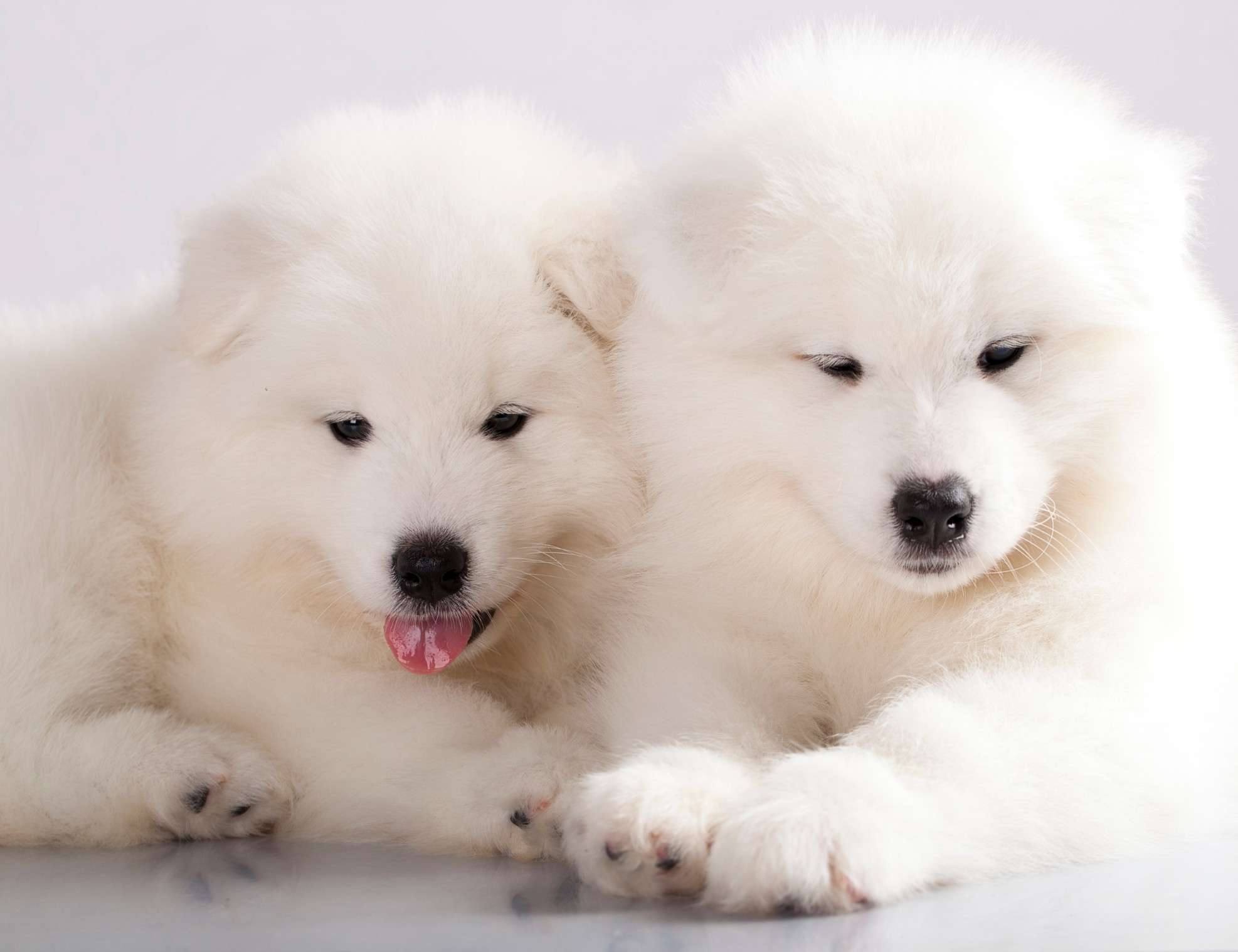 Puppy Samoyeds