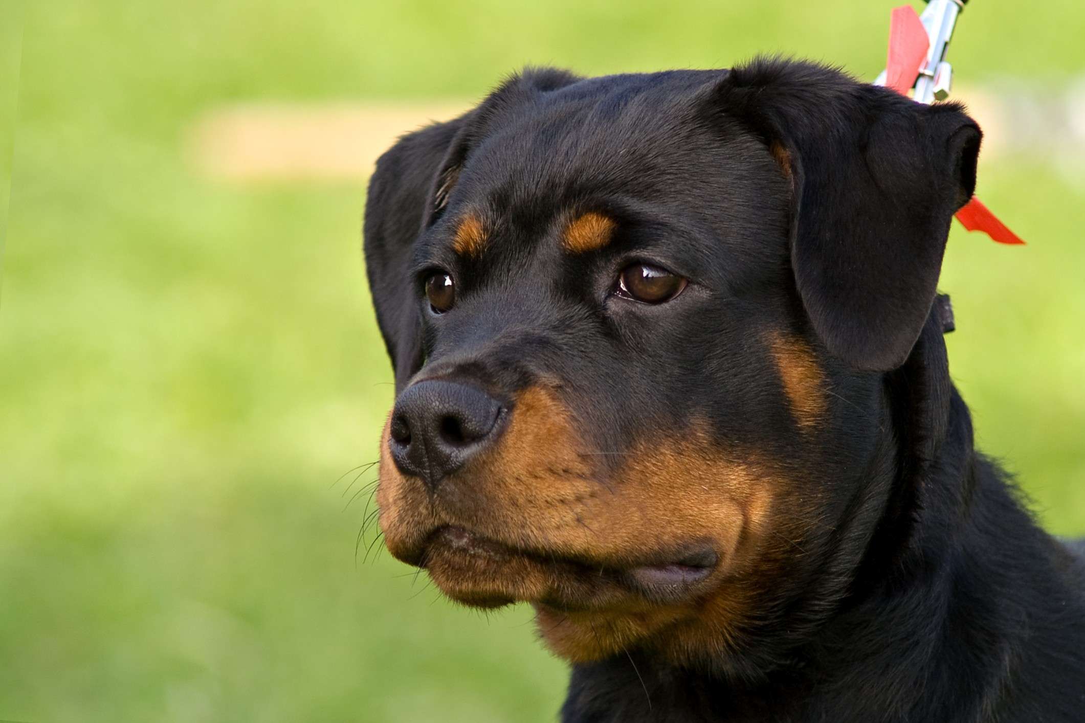 About Rottweilers