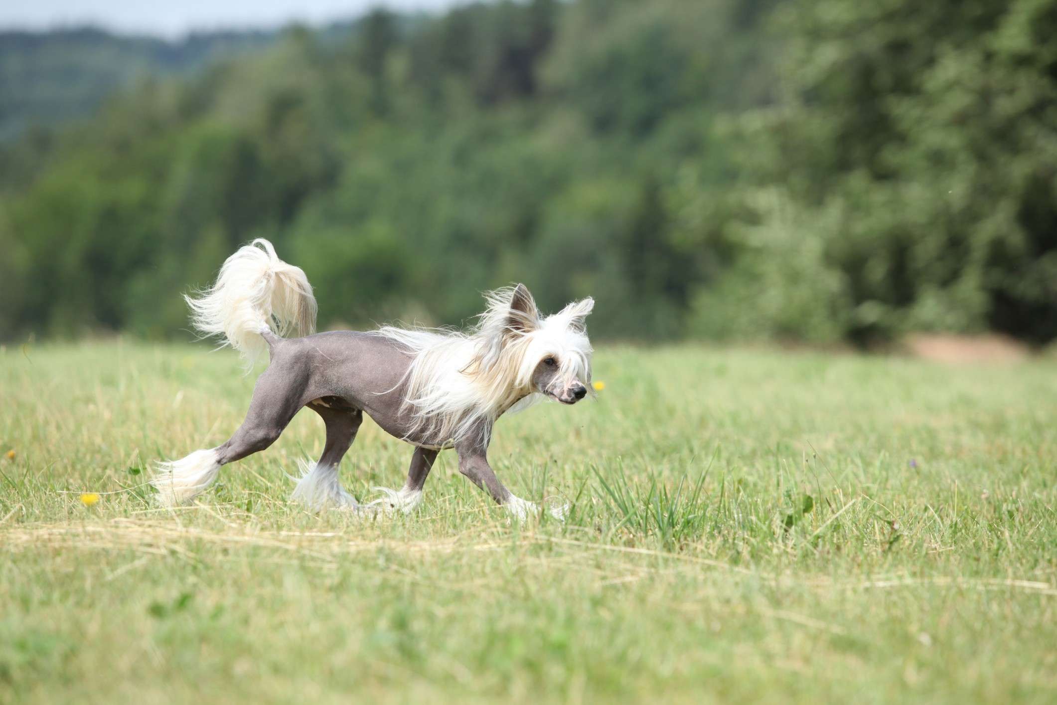 About Chinese Crested