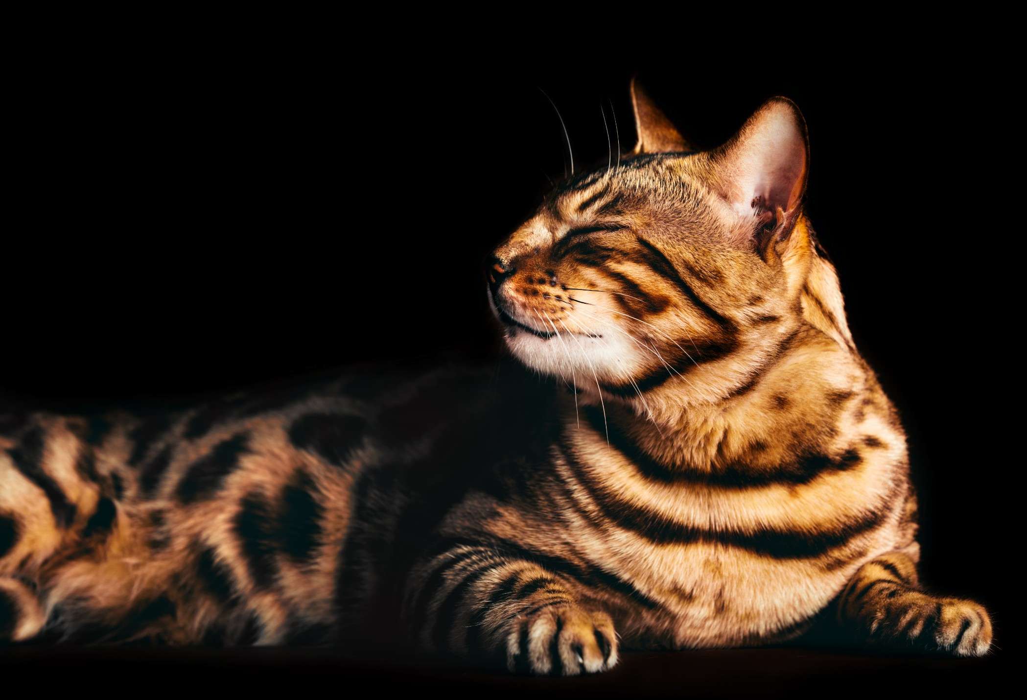 About Bengal Cats