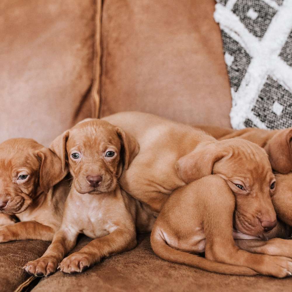 Litter expected June - July!